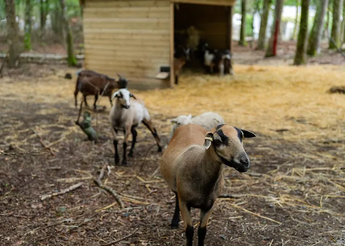 Sunelia Le Petit Bois Kamp alanı *